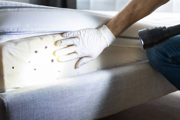 Reliable Cactus Flats, AZ Pest Control Solutions